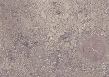 Soyut duvar kağıdı, hücre dokusu mikroskobu.