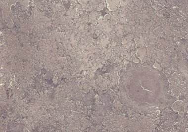 Soyut duvar kağıdı, hücre dokusu mikroskobu.