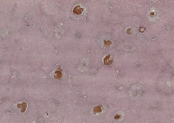 Abstrakte Tapete Zellgewebemikroskop Aufgenommen — Stockfoto