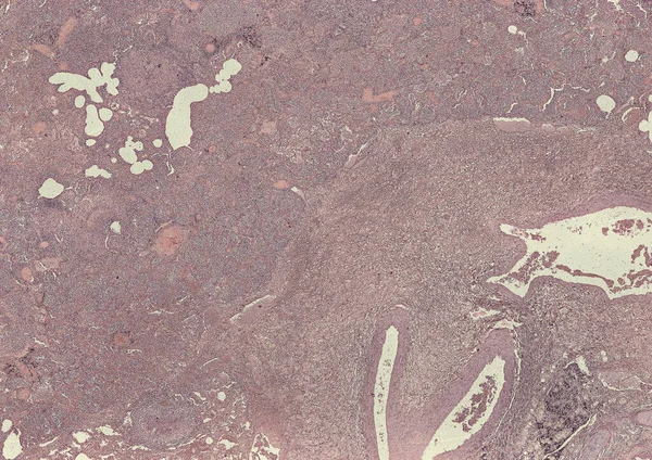 Αφηρημένη Ταπετσαρία Κύτταρα Ιστό Μικροσκόπιο Πλάνο — Φωτογραφία Αρχείου