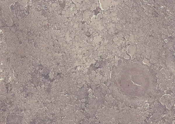 Soyut duvar kağıdı, hücre dokusu mikroskobu.