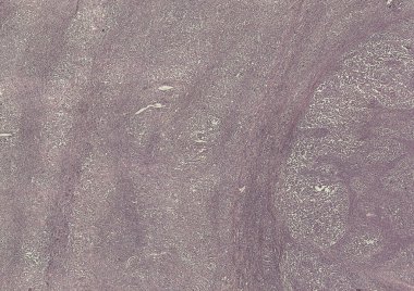 Soyut duvar kağıdı, hücre dokusu mikroskobu.