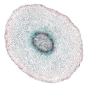 Beyaz arkaplanda soyut hücre elemanının mikroskop görüntüsü