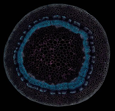 Karanlık arkaplanda soyut hücre elemanının mikroskop görüntüsü