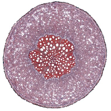 Beyaz arkaplanda soyut hücre elemanının mikroskop görüntüsü