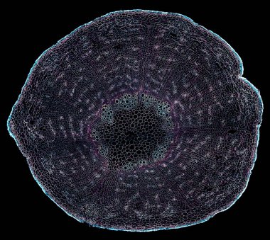 Karanlık arkaplanda soyut hücre elemanının mikroskop görüntüsü