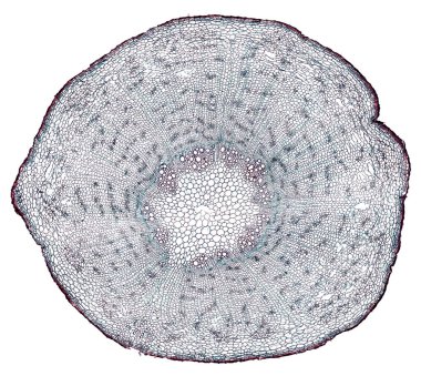 Beyaz arkaplanda soyut hücre elemanının mikroskop görüntüsü