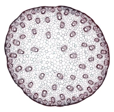 Beyaz arkaplanda soyut hücre elemanının mikroskop görüntüsü