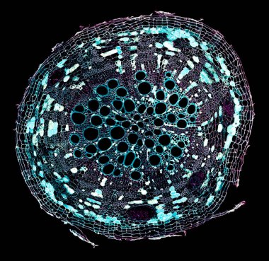 Karanlık arkaplanda soyut hücre elemanının mikroskop görüntüsü