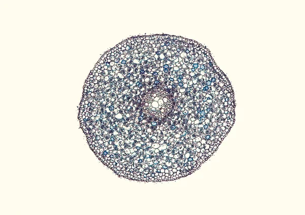 ベージュの背景に抽象的な細胞要素の顕微鏡写真 — ストック写真