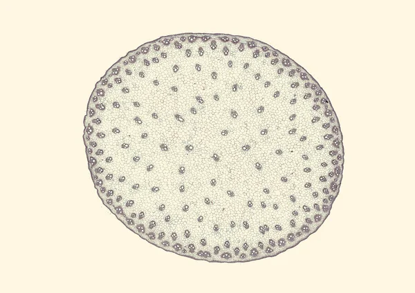 Zdjęcie Mikroskopowe Abstrakcyjnego Elementu Komórkowego Beżowym Tle — Zdjęcie stockowe