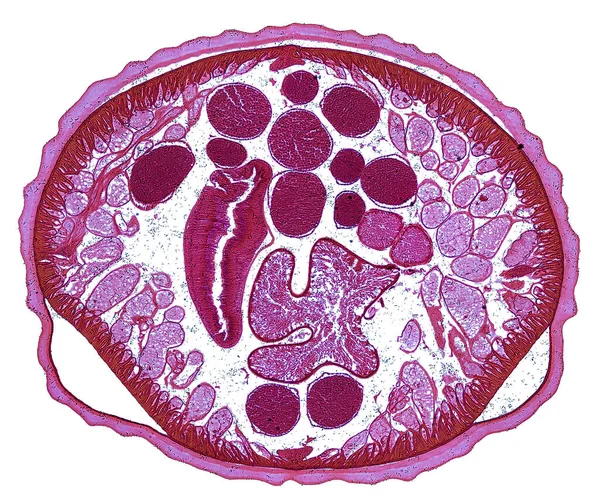 Microscopio Colpo Elemento Cellulare Astratto Sfondo Bianco — Foto Stock