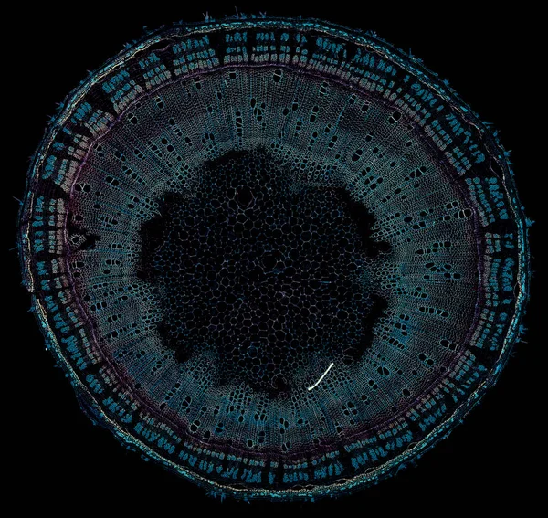 Мікроскоп Знімок Абстрактного Елемента Клітини Темному Фоні — стокове фото