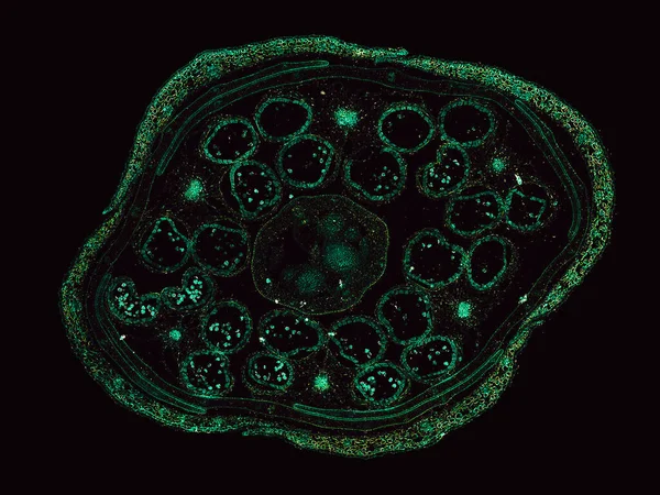 Мікроскоп Знімок Абстрактного Елемента Клітини Темному Фоні — стокове фото