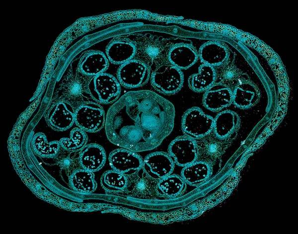 Microscop Captură Element Celule Abstracte Fundal Întunecat — Fotografie, imagine de stoc