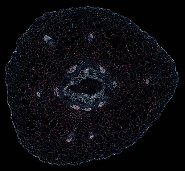 Karanlık Arkaplanda Soyut Hücre Elemanının Mikroskop Görüntüsü — Stok fotoğraf