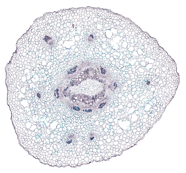 Prise Vue Microscope Élément Cellulaire Abstrait Sur Fond Blanc — Photo