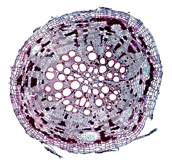Prise Vue Microscope Élément Cellulaire Abstrait Sur Fond Blanc — Photo