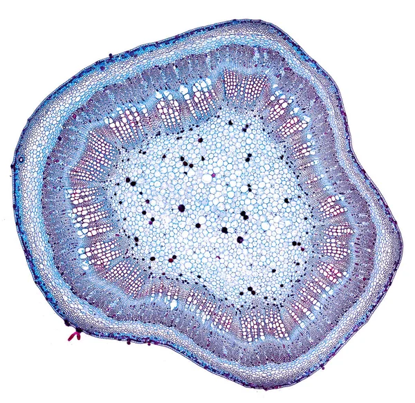 Beyaz Arkaplanda Soyut Hücre Elemanının Mikroskop Görüntüsü — Stok fotoğraf