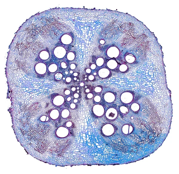 白い背景に抽象的な細胞要素の顕微鏡写真 — ストック写真