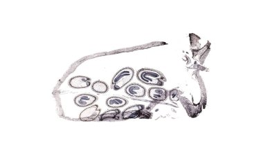 Beyaz arkaplanda soyut hücre elemanının mikroskop görüntüsü