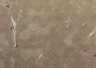 Soyut duvar kağıdı, hücre dokusu mikroskobu.