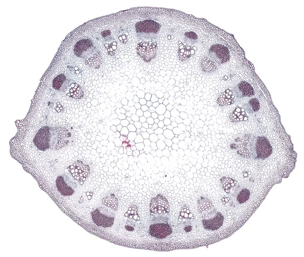 Microscopio Colpo Elemento Cellulare Astratto Sfondo Bianco — Foto Stock