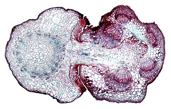 Microscopio Colpo Elemento Cellulare Astratto Sfondo Bianco — Foto Stock