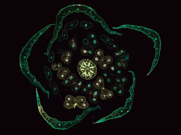 黑暗背景下抽象细胞元素的显微镜拍摄 — 图库照片