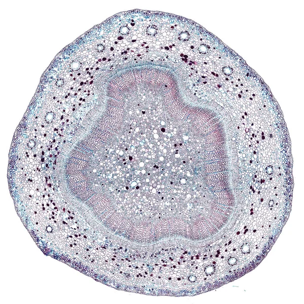 Zdjęcie Mikroskopowe Abstrakcyjnego Elementu Komórkowego Białym Tle — Zdjęcie stockowe