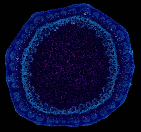 Mikroskop Skott Abstrakt Cellelement Mörk Bakgrund — Stockfoto