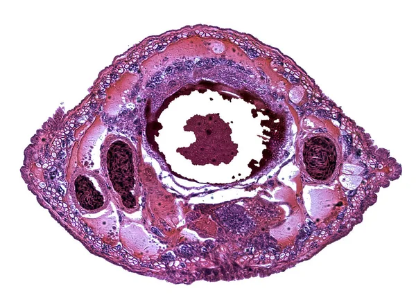 Microscopio Colpo Elemento Cellulare Astratto Sfondo Bianco — Foto Stock