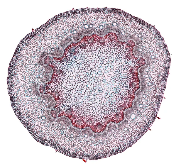 Mikroskop Skott Abstrakt Cellelement Vit Bakgrund — Stockfoto