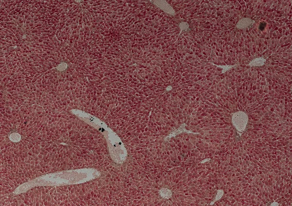 Papier Peint Abstrait Cellules Tissu Microscope Shot — Photo