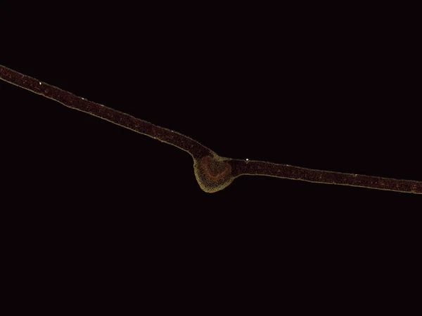 黑暗背景下抽象细胞元素的显微镜拍摄 — 图库照片