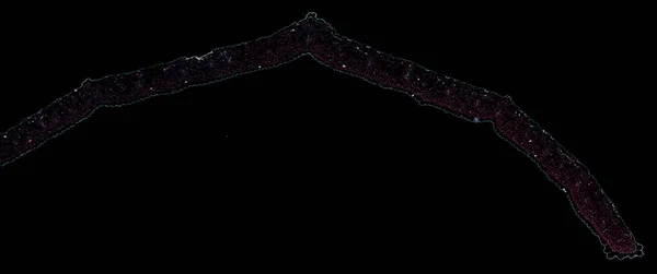 暗黒の背景に抽象的な細胞要素の顕微鏡写真 — ストック写真