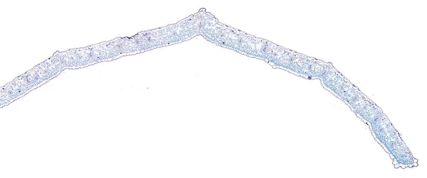 Mikroskop Skud Abstrakt Celleelement Hvid Baggrund - Stock-foto