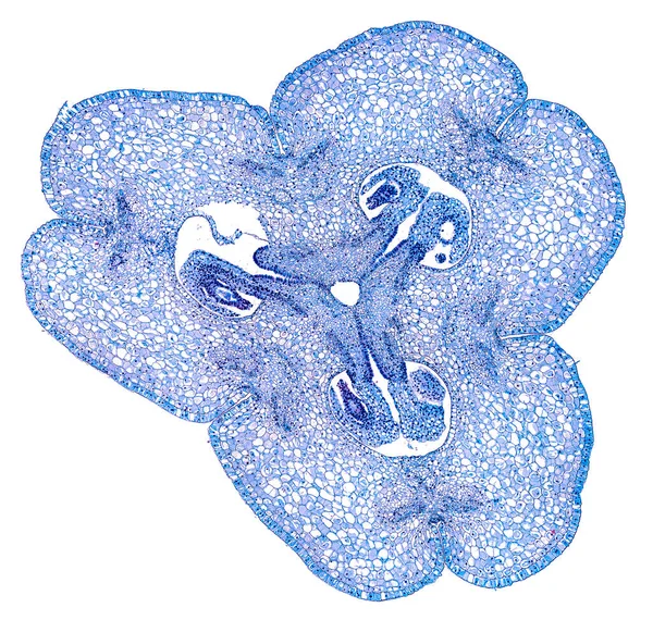 Beyaz Arkaplanda Soyut Hücre Elemanının Mikroskop Görüntüsü — Stok fotoğraf