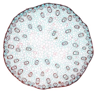 Beyaz arkaplanda soyut hücre elemanının mikroskop görüntüsü