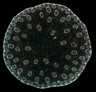 Karanlık arkaplanda soyut hücre elemanının mikroskop görüntüsü