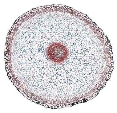 Beyaz arkaplanda soyut hücre elemanının mikroskop görüntüsü