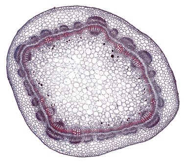 Beyaz arkaplanda soyut hücre elemanının mikroskop görüntüsü
