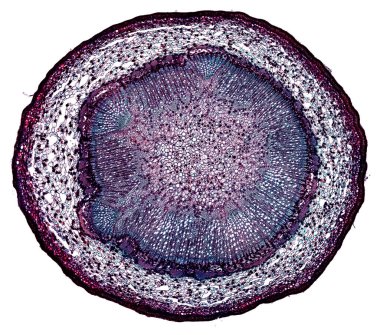 Karanlık arkaplanda soyut hücre elemanının mikroskop görüntüsü