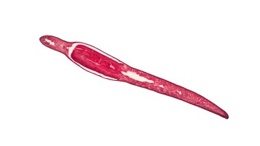 Beyaz arkaplanda soyut hücre elemanının mikroskop görüntüsü