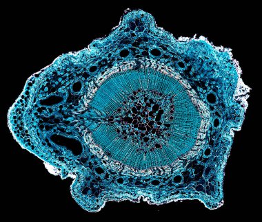 Karanlık arkaplanda soyut hücre elemanının mikroskop görüntüsü