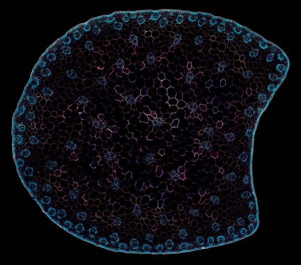 Снимок Микроскопе Абстрактного Элемента Клетки Темном Фоне — стоковое фото