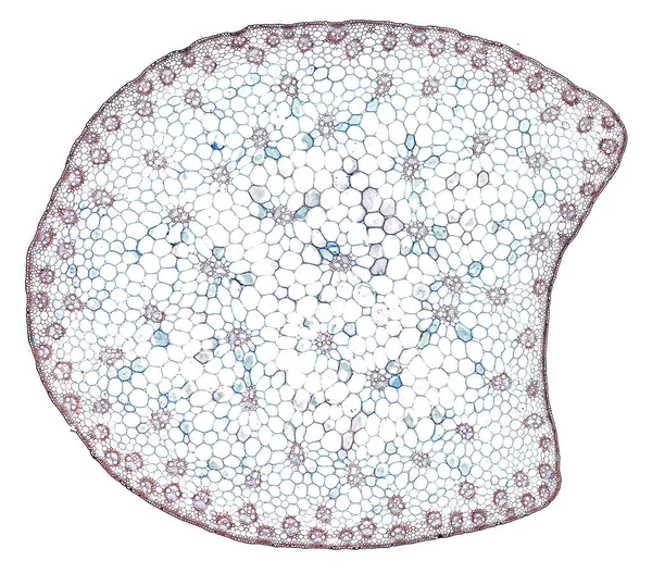 Μικροσκόπιο Λήψης Αφηρημένου Κυτταρικού Στοιχείου Λευκό Φόντο — Φωτογραφία Αρχείου