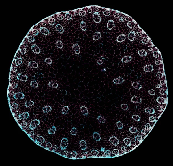 Prise Vue Microscope Élément Cellulaire Abstrait Sur Fond Sombre — Photo
