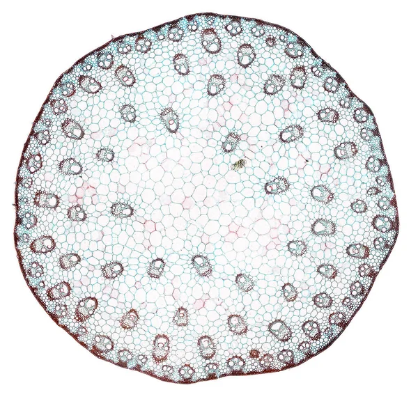白色背景下抽象细胞元素的显微摄影 — 图库照片