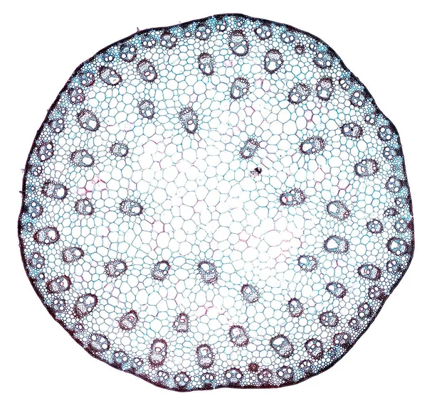Mikroszkóp Felvétel Absztrakt Sejtelem Fehér Alapon — Stock Fotó